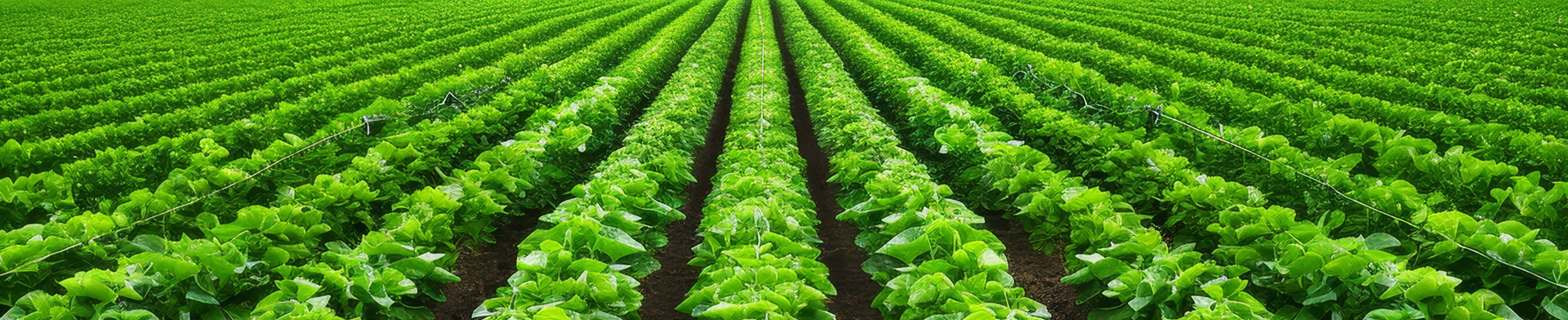 Rows of lettuce 