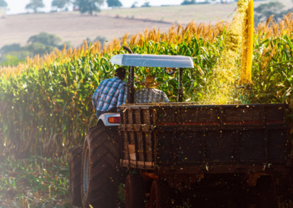 Farmer harvesting corn 